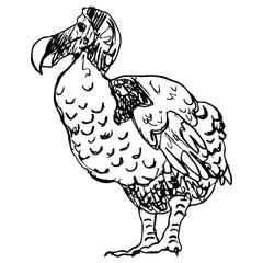 Hand drawn doodle sketch of an extinct bird dodo from Mauritius island. Black and white silhouette.  © Olena