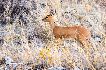 Common duiker in Namibia, one of the smallest African antelope, standing only 50cm high.