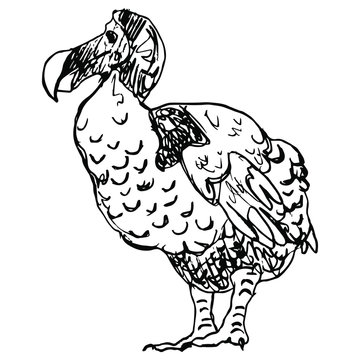 black and white dodo bird sketch clip art preview