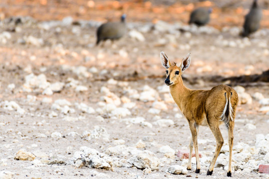 Common duiker in Namibia, one of the smallest African antelope, standing only 50cm high.