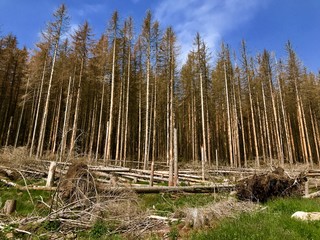 Der Harz (Niedersachsen, Sachsen-Anhalt)