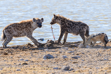 Black-backed jackals steal meat from a pair of spotted hyenas which have just killed a large male kudu.