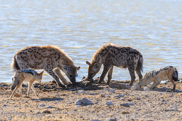 Black-backed jackals steal meat from a pair of spotted hyenas which have just killed a large male kudu.