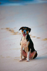 dog on beach