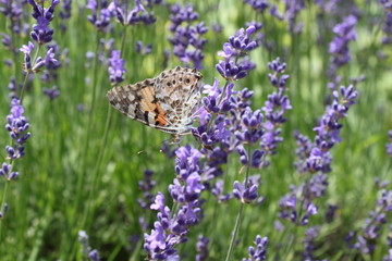 Schmetterling im Lavendel