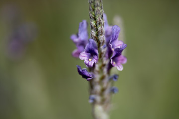 close up of lavender blossoms