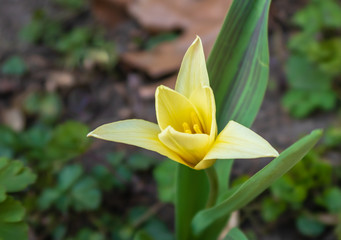 Fototapeta premium Beautiful yellow flower
