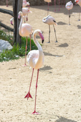 Pink flamingo. Graceful bird. Sitting flamingos at the zoo. Spread wings. Strong beak. Wild nature. The subject of ornithology.
