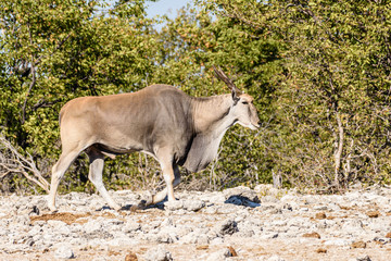 Common eland, the second largest of all antelopes, reaching around 1.6m at the shoulder.