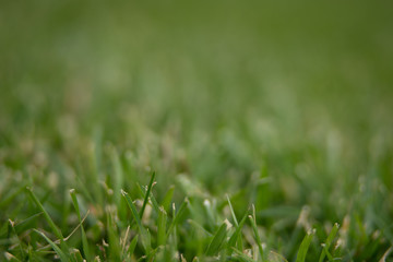 closeup of green grass