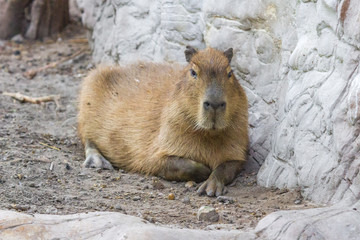 Adult capybara. Herbivorous mammal. Wild nature. Living conditions for wild animals in European zoos. Large rodent.