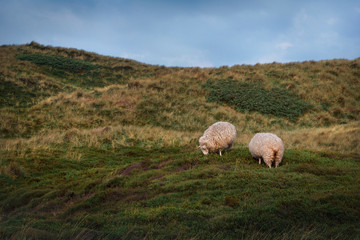 Fototapeta premium Sheep grazing on the dunes of Sylt island