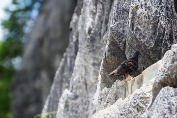 Two gray pigeons on limestone mountains,Love pigeon,Natural wildlife,Breeding season