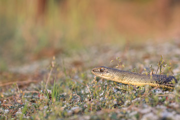 Montpellier snake, Malpolon monspessulanus, male.