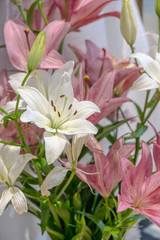 white and pink lilies flowers in a vase, natural daylight