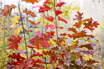 Young trees of red oak in the forest with multicolored autumn leaves_