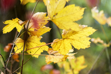 Yellow leafs maples close up in the autumn forest_