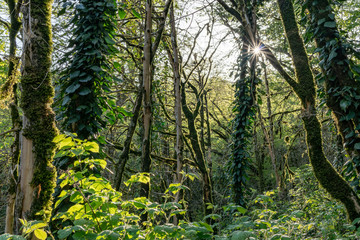 Fototapeta premium Sun through trees overgrown with moss in dense rainforest
