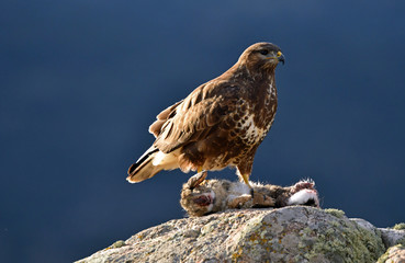 kites, buzzards and lagoons in the field