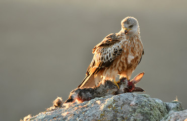 kites, buzzards and lagoons in the field