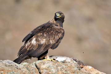 An adult royal eagle poses on a rock