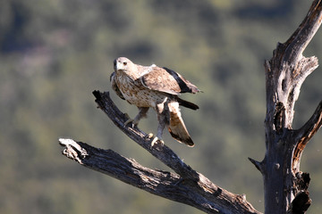 A Bonelli's Eagle poses with the prey