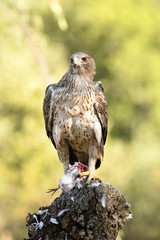 A Bonelli's Eagle poses with the prey