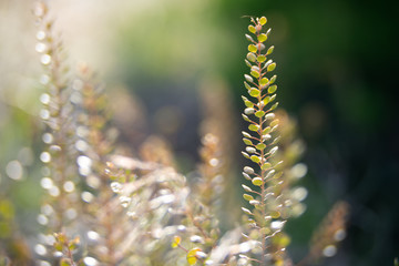 closeup of leaves in spring