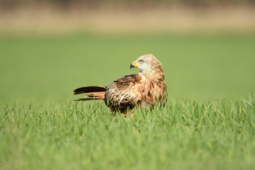 kites, buzzards and lagoons in the field