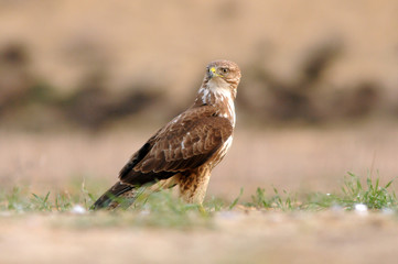 kites, buzzards and lagoons in the field