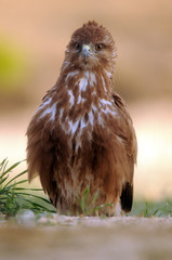 kites, buzzards and lagoons in the field