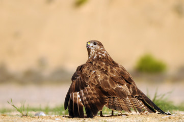 kites, buzzards and lagoons in the field
