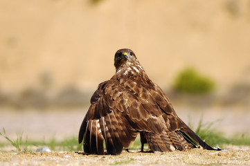 kites, buzzards and lagoons in the field