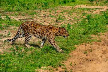 leopard on the move before the hunt