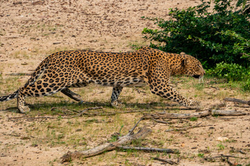 Fototapeta na wymiar leopard on the move before the hunt