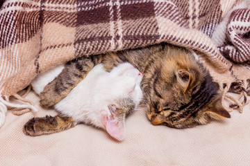 Two kittens, covered with a plaid, lie hugging. Strong sleep_