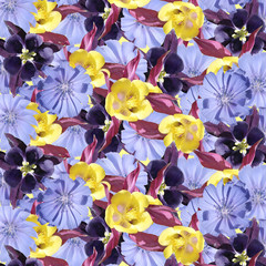 Beautiful floral background of chicory and aquilegia. Isolated