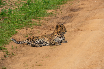 leopard chilling on the road before the hunt