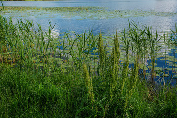 Obraz premium Beautiful view of dark blue lake water with water lilies, duck and green sedge on sunset. Gorgeous nature landscape background.
