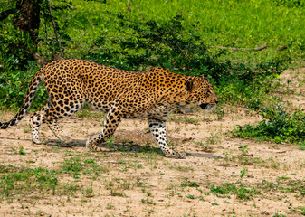 Naklejka premium leopard kurz vor der jagd auf das arme reh im yala national park in sri lanka
