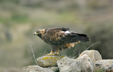An adult royal eagle poses on a rock