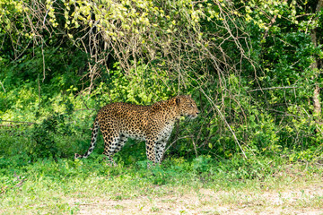 Leopard in the green in the Yala national Park Sri lanka. Spotting the deer before the hunt