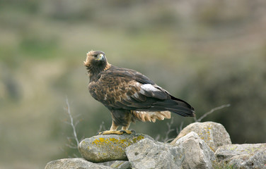 An adult royal eagle poses on a rock