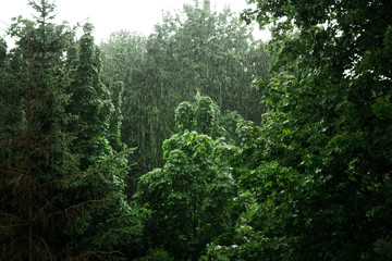Fototapeta premium heavy rain on the background of green trees. Landscape in the wet forest. Beautiful background.