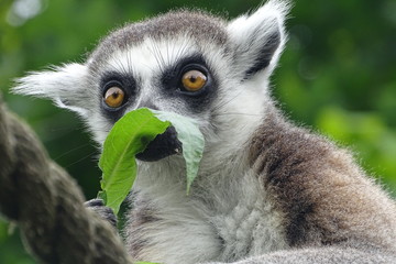 Cheeky ring-tailed lemur eating at the zoo © Christopher Keeley