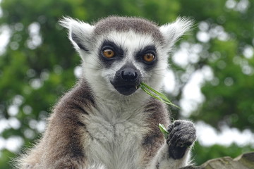 Cheeky ring-tailed lemur eating at the zoo © Christopher Keeley