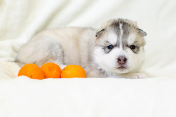 Very cute little Siberian Husky puppy on a light background with tangerines