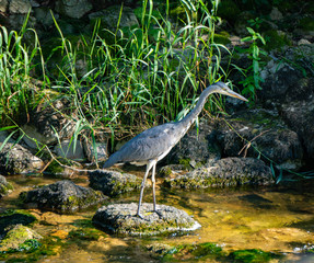 Graureiher in der Schweiz unterwegs in einem Fluss