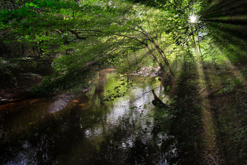 ruisseau en sous-bois