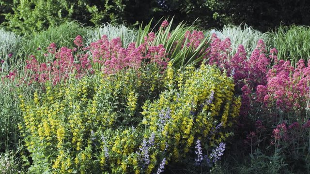 Parterre de fleurs ornementales 